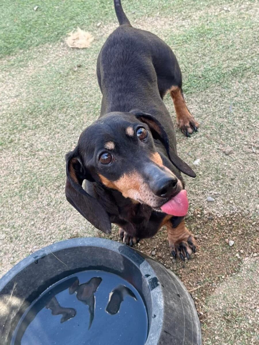 Holly, female young Mixed Breed for adoption at Dog Meat Trade Dachshund Rescue & Support Group