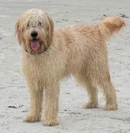 Alfie, male puppy Goldendoodle for adoption at Dog Aid Society of Scotland