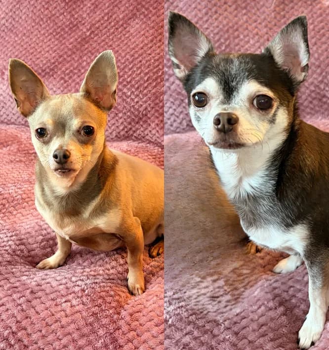 Chip and Archie, male senior Chihuahua for adoption at Dog Aid Society of Scotland