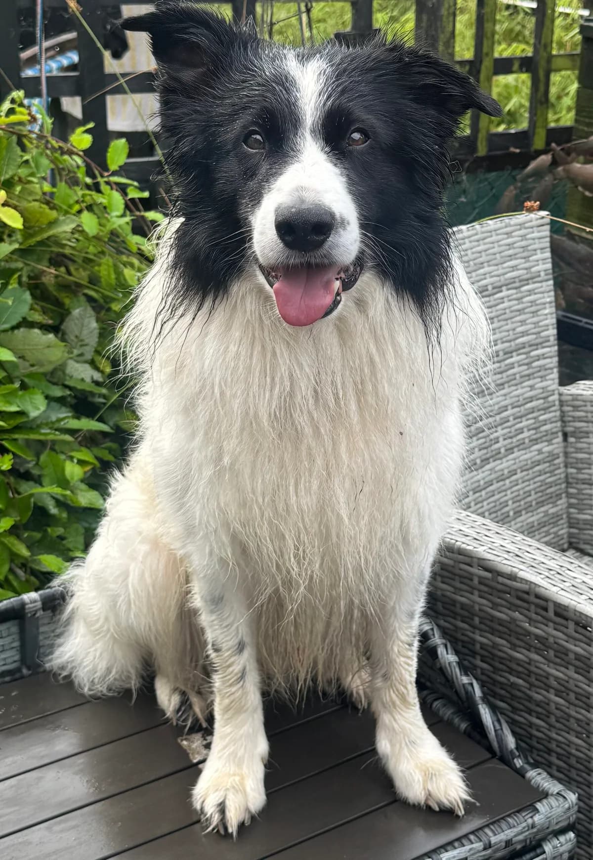 Eddie, male 7yo Border Collie for adoption at Dog Aid Society of Scotland