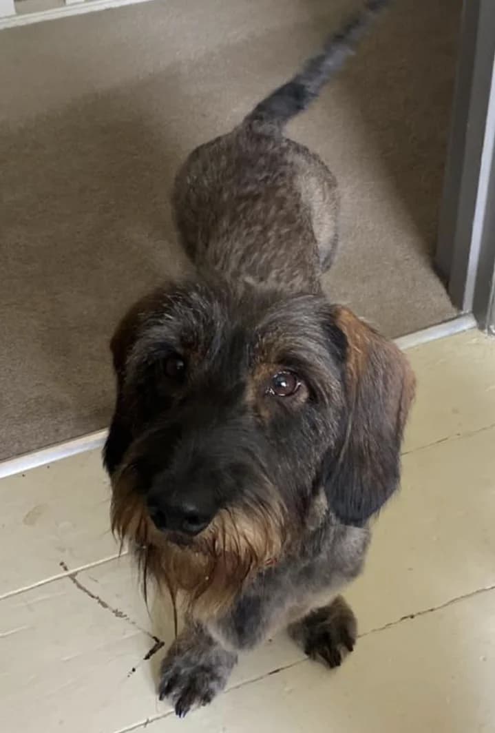 Frank, male 4yo Dachshund for adoption at Dog Aid Society of Scotland