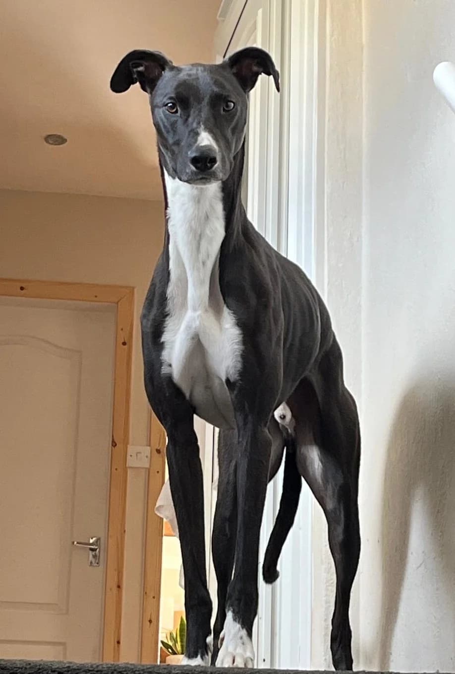 Hector, 5yo Lurcher for adoption at Dog Aid Society of Scotland