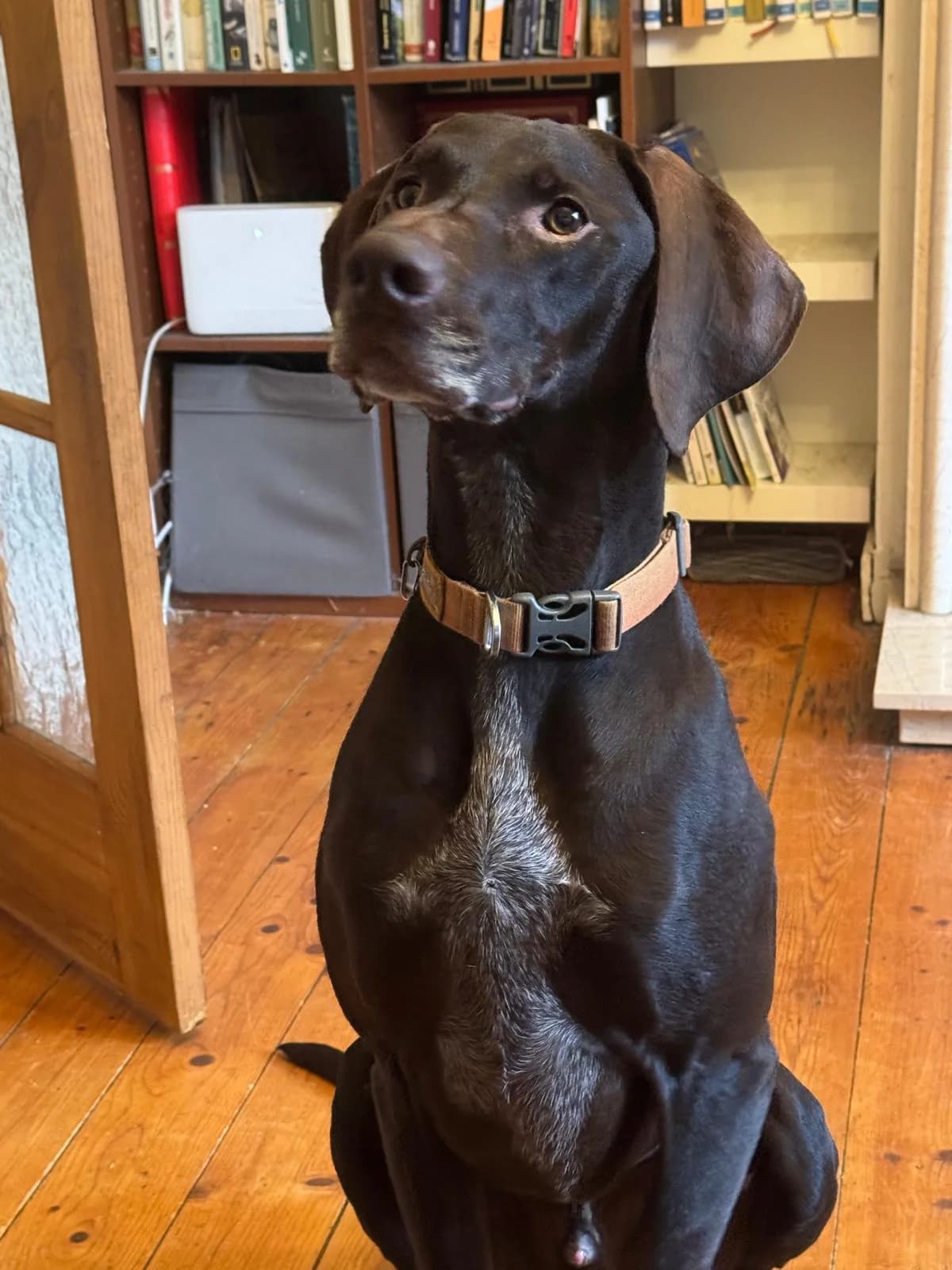 Lewis, male 5yo German Shorthaired Pointer for adoption at Dog Aid Society of Scotland