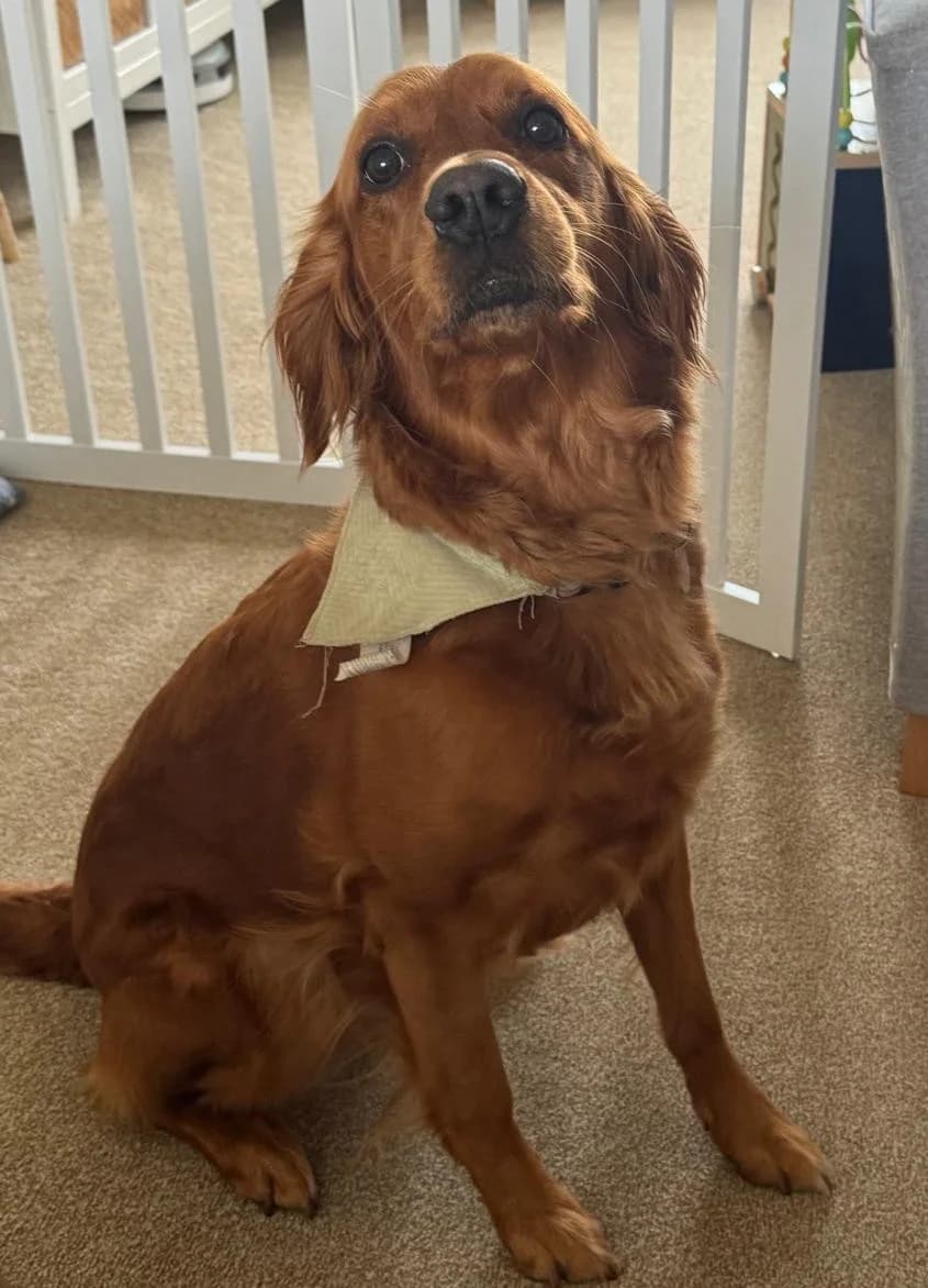 Maple, female 3yo Golden Retriever for adoption at Dog Aid Society of Scotland