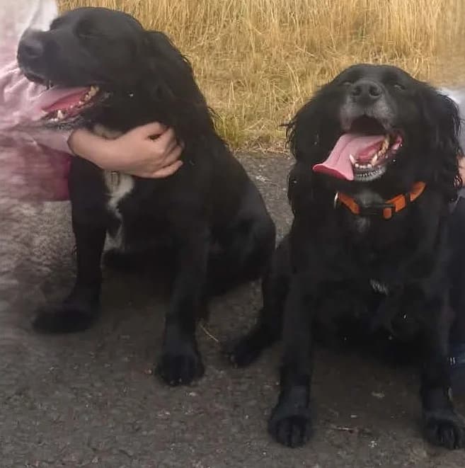 Musket and Bebe, senior Cocker Spaniel for adoption at Dog Aid Society of Scotland