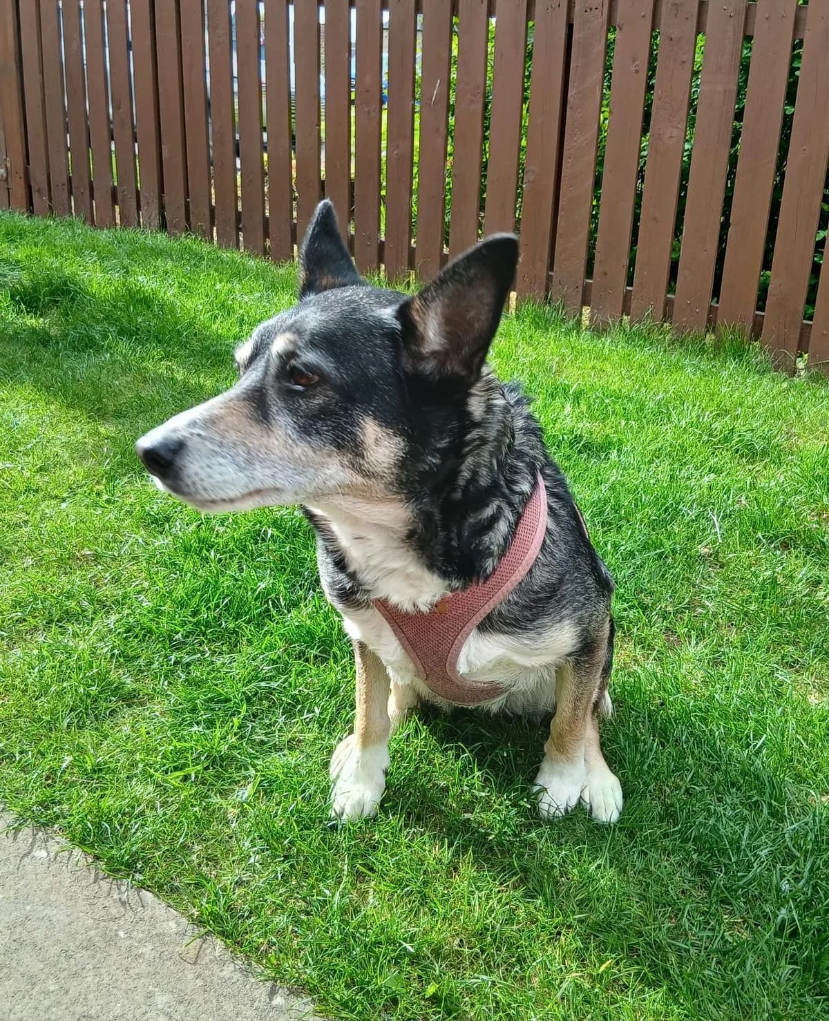 Nala, female senior German Shepherd for adoption at Dog Aid Society of Scotland