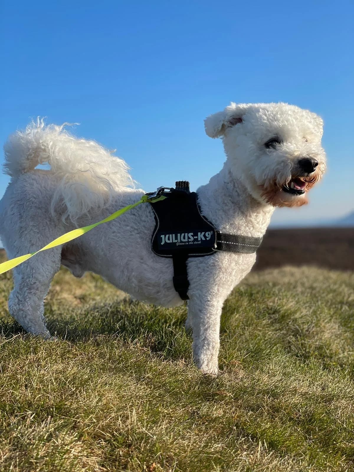 Ollie, senior Bichon Frisé for adoption at Dog Aid Society of Scotland