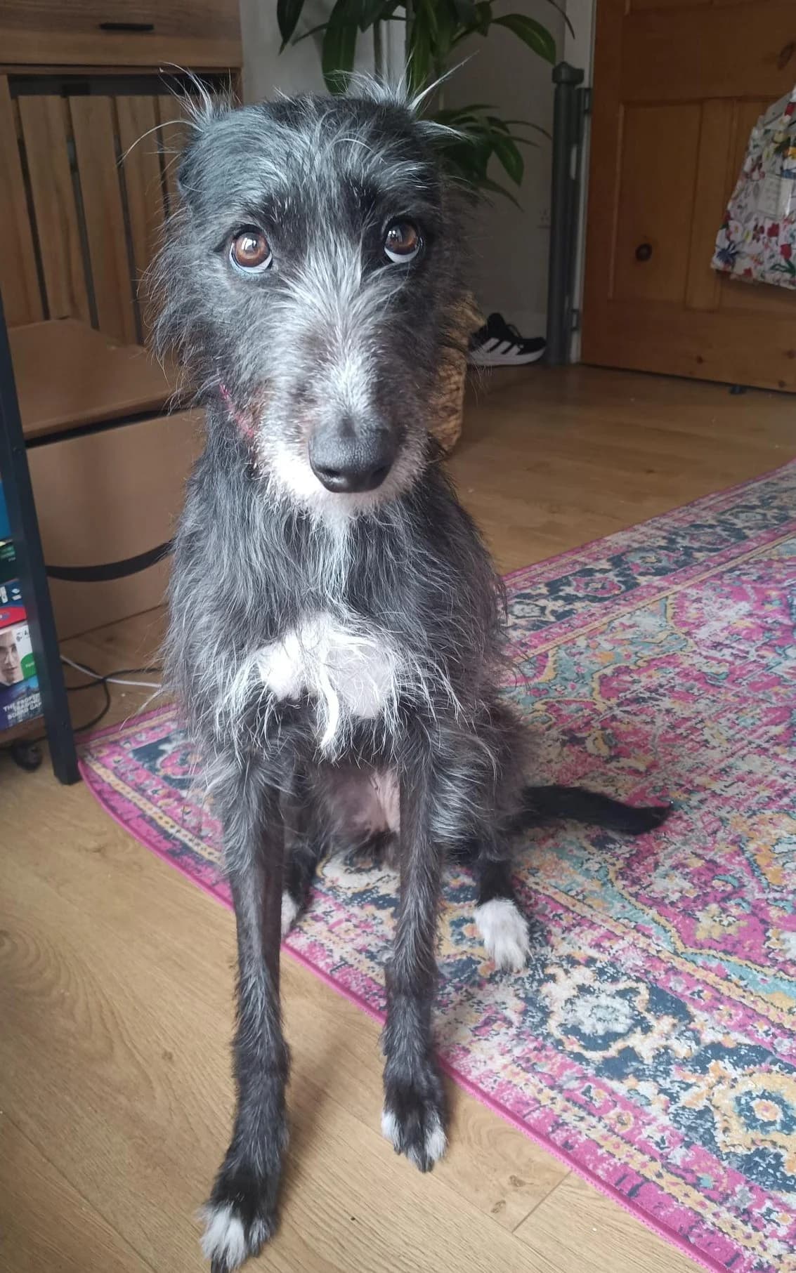 Peggy Sue, 3yo Lurcher for adoption at Dog Aid Society of Scotland