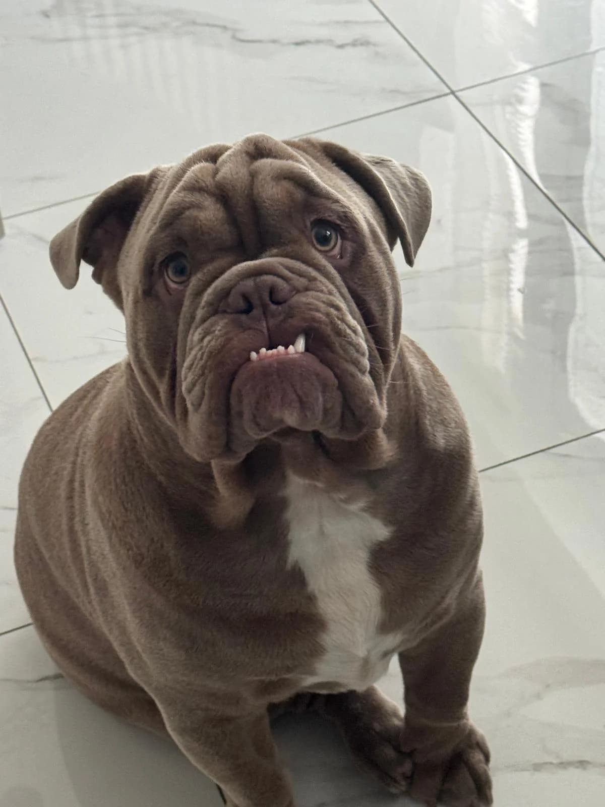 Ralph, male puppy English Bulldog for adoption at Dog Aid Society of Scotland