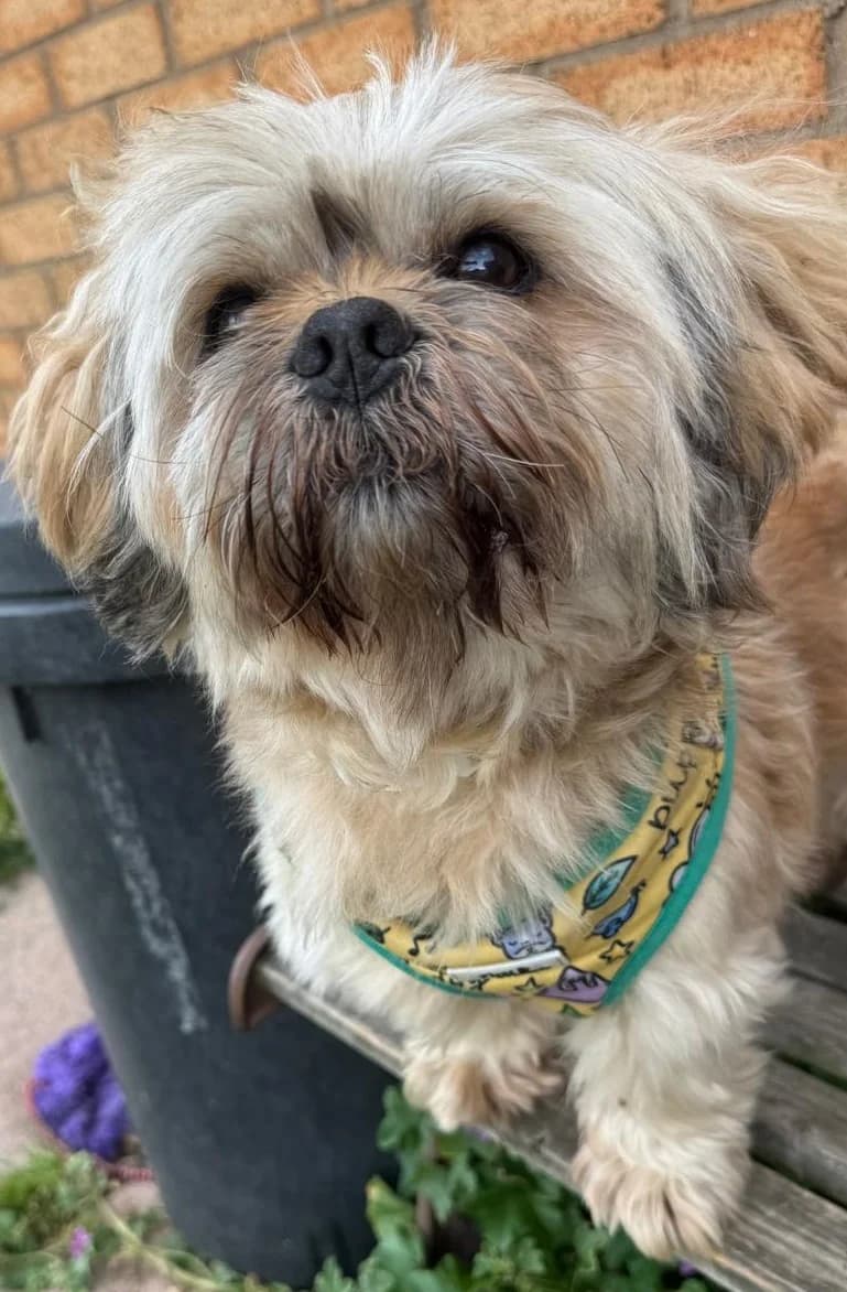 Rio, senior mixed breed for adoption at Dog Aid Society of Scotland