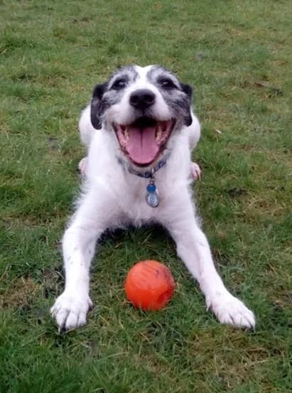 Scrappy, Mixed Breed for adoption at Dog Aid Society of Scotland