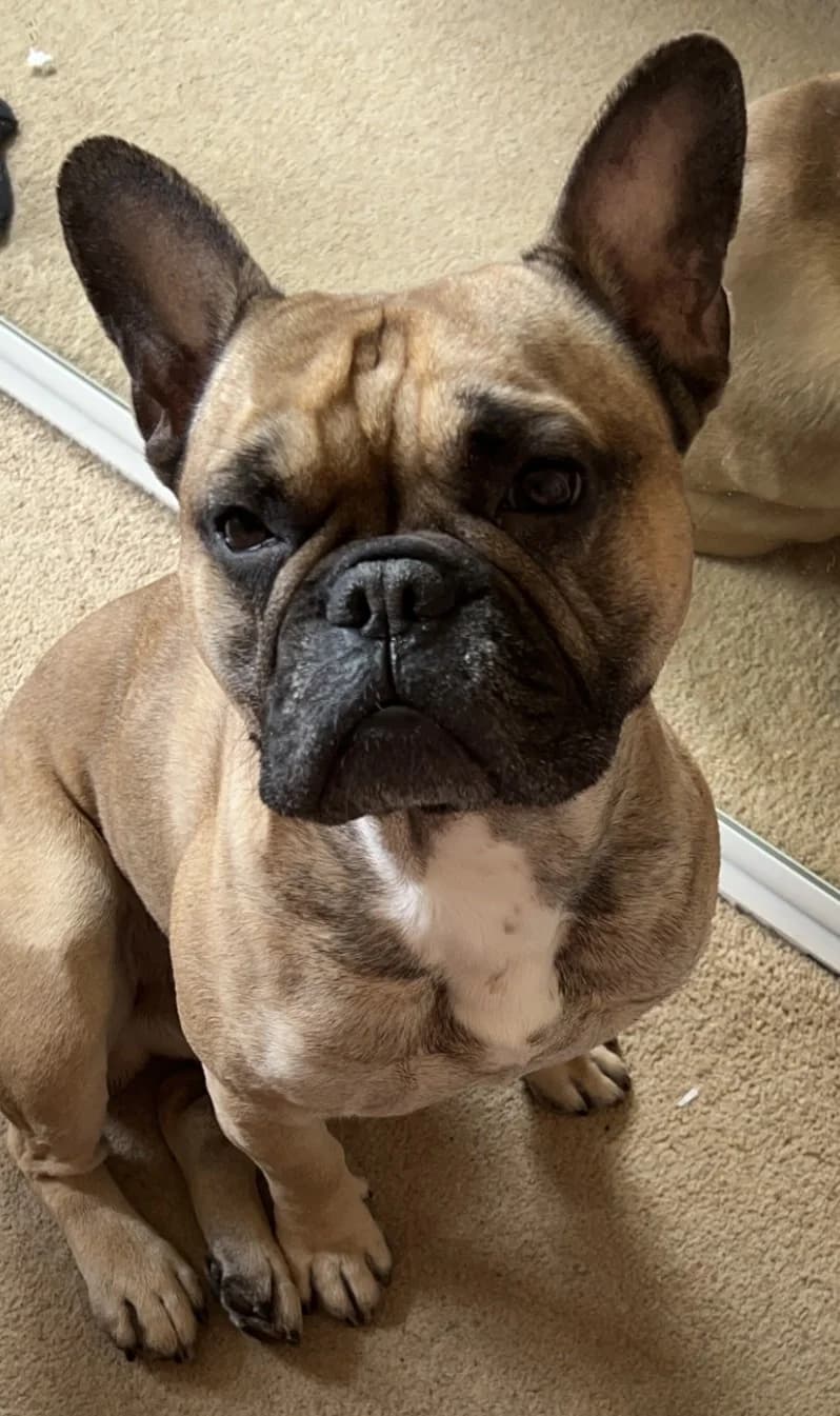Ted, male 5yo English Bulldog for adoption at Dog Aid Society of Scotland