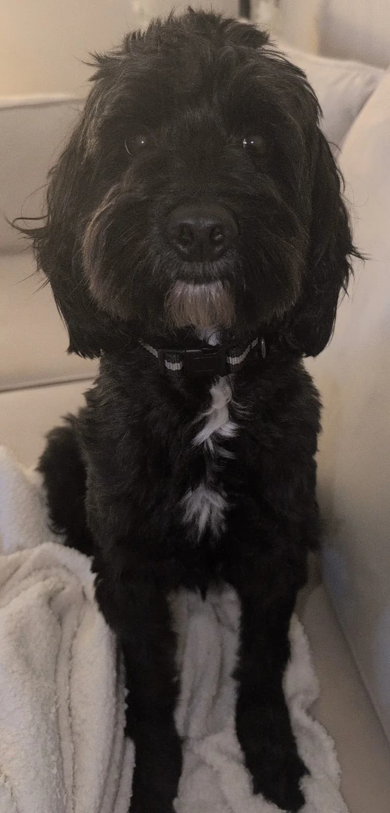 Teddy, male 3yo mixed breed for adoption at Dog Aid Society of Scotland
