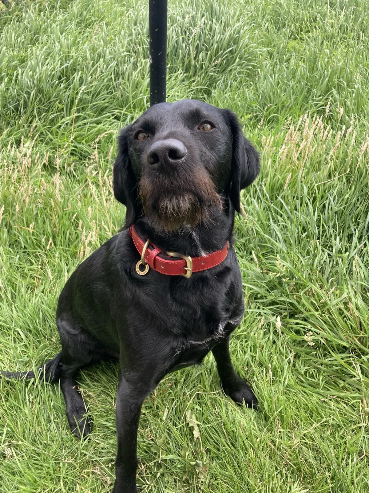 Yoru, 7yo Labrador Retriever for adoption at Dog Aid Society of Scotland