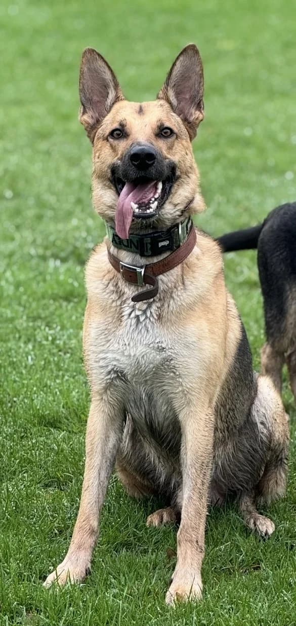 Ziggy, male 3yo German Shepherd for adoption at Dog Aid Society of Scotland