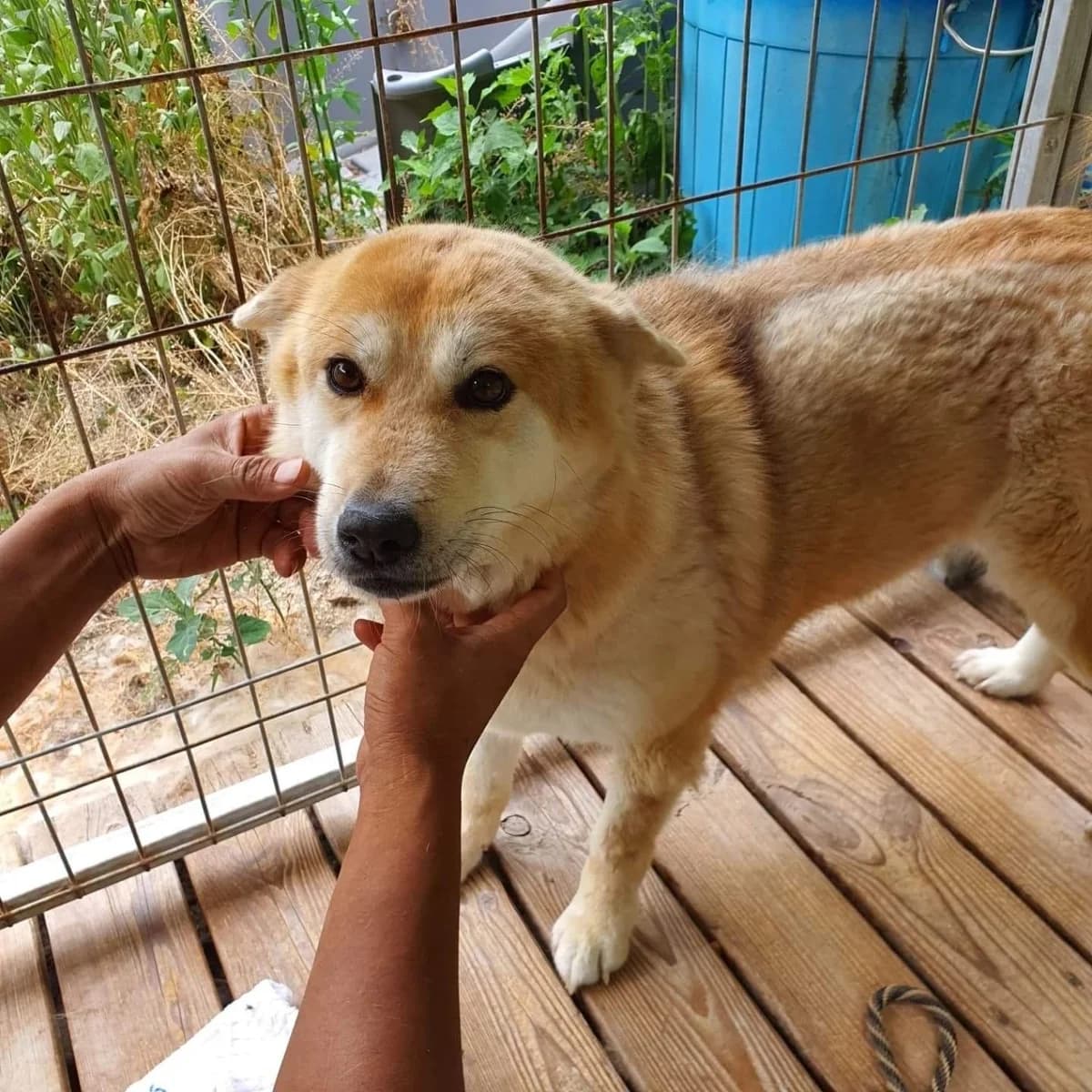 Clyde, female 4yo Mixed Breed for adoption at The Dog Team UK