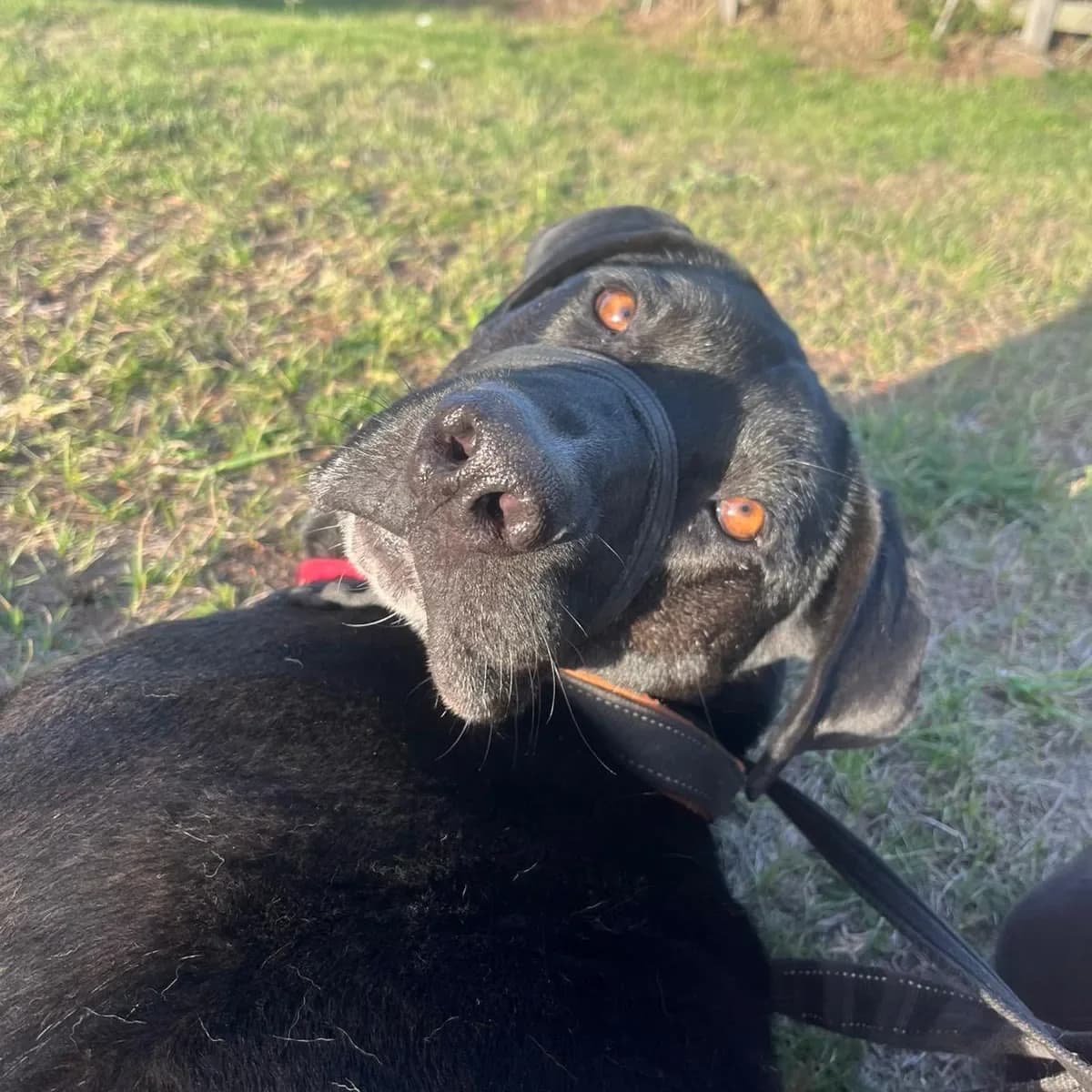 Big Fred, male Mixed Breed for adoption at Doggy Dens UK Rescue