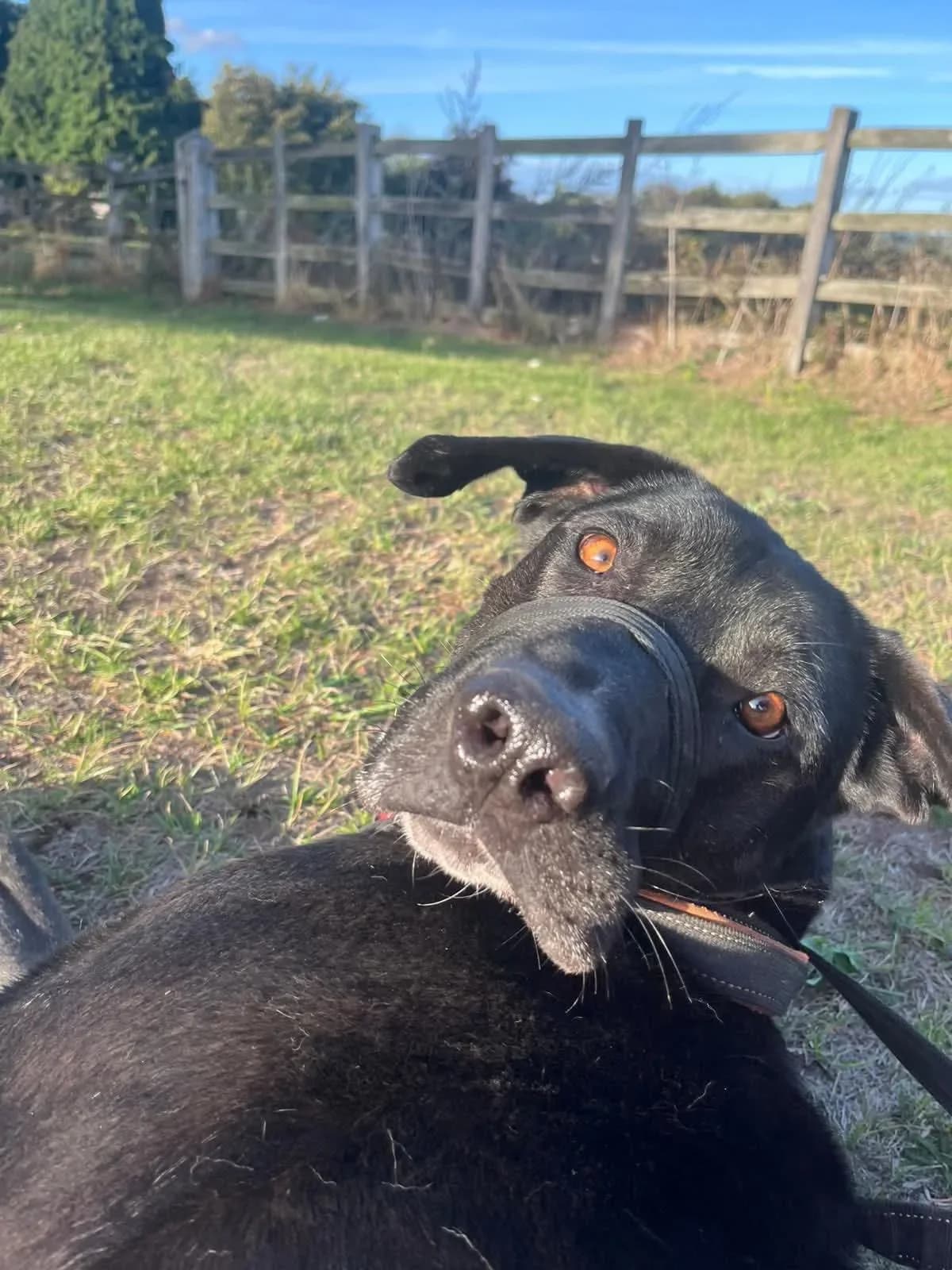 Big Fred, male Mixed Breed for adoption at Doggy Dens UK Rescue