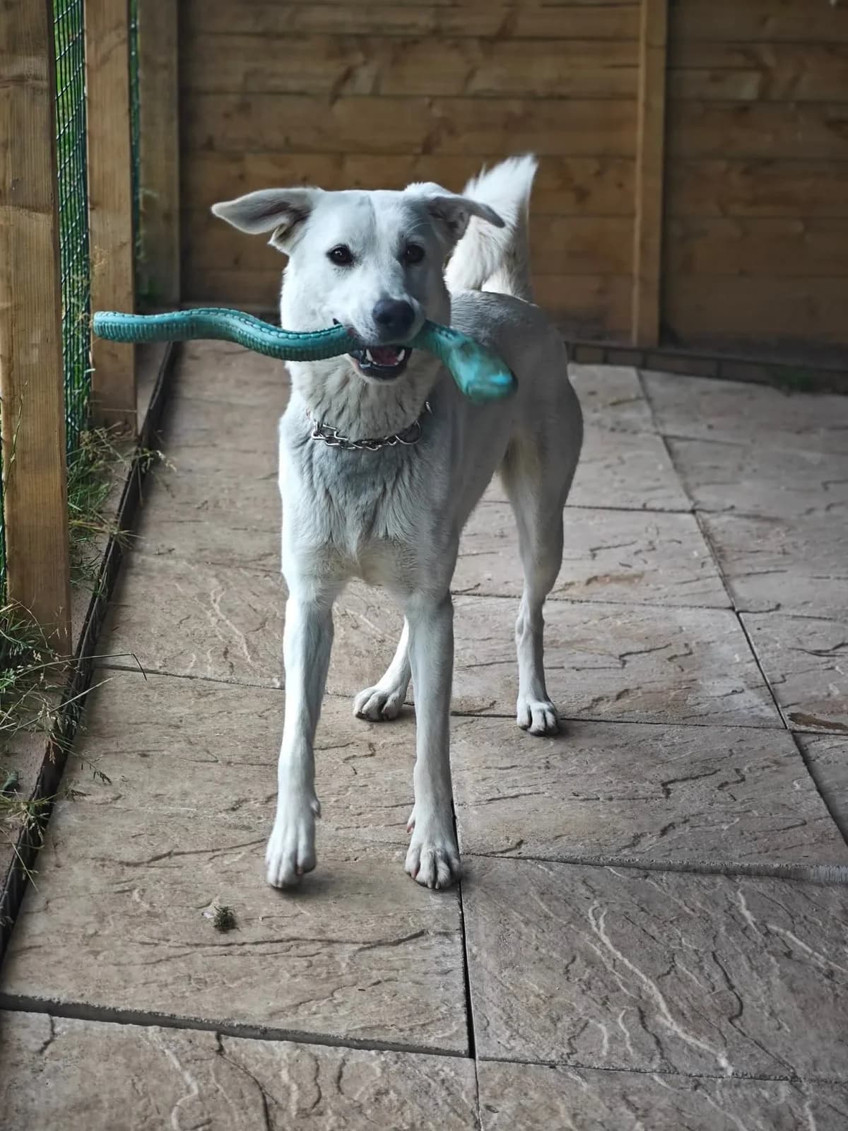 Cleo, female 5yo Mixed Breed for adoption at Doggy Dens UK Rescue