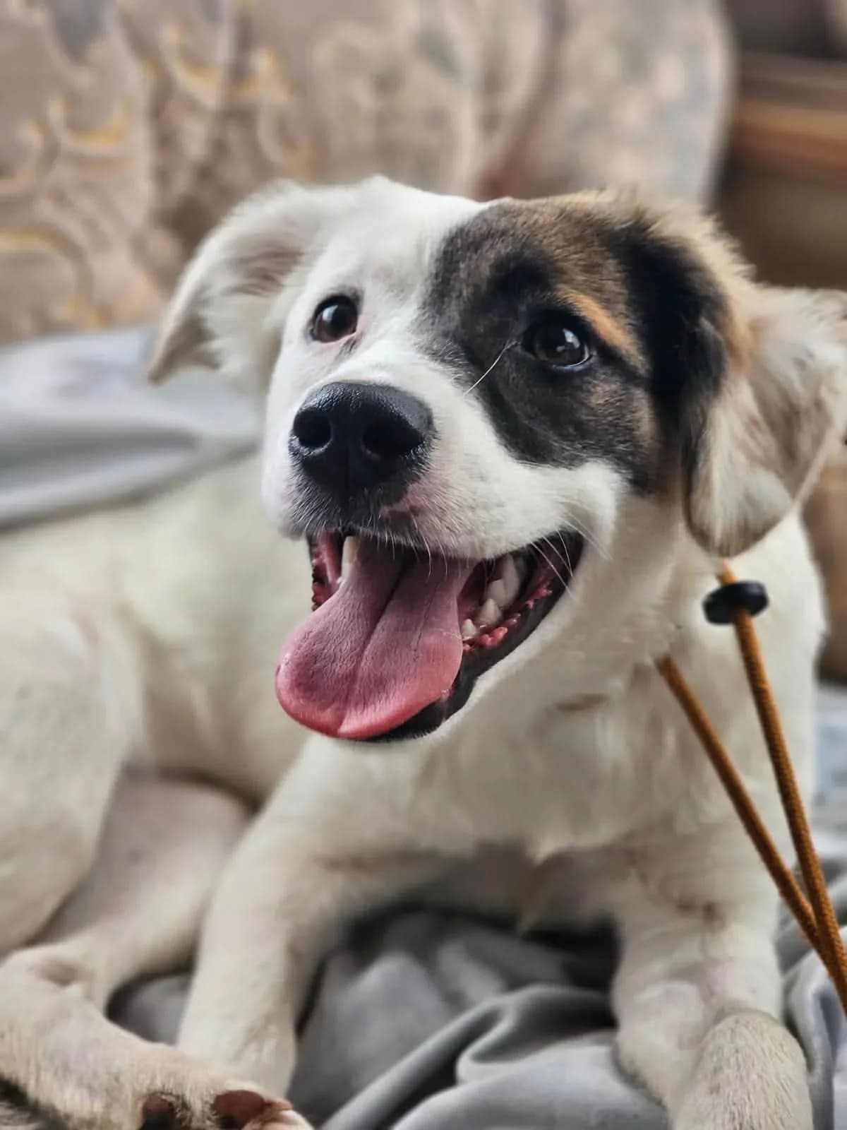 Dhylis, female puppy mixed breed for adoption at Doggy Dens UK Rescue