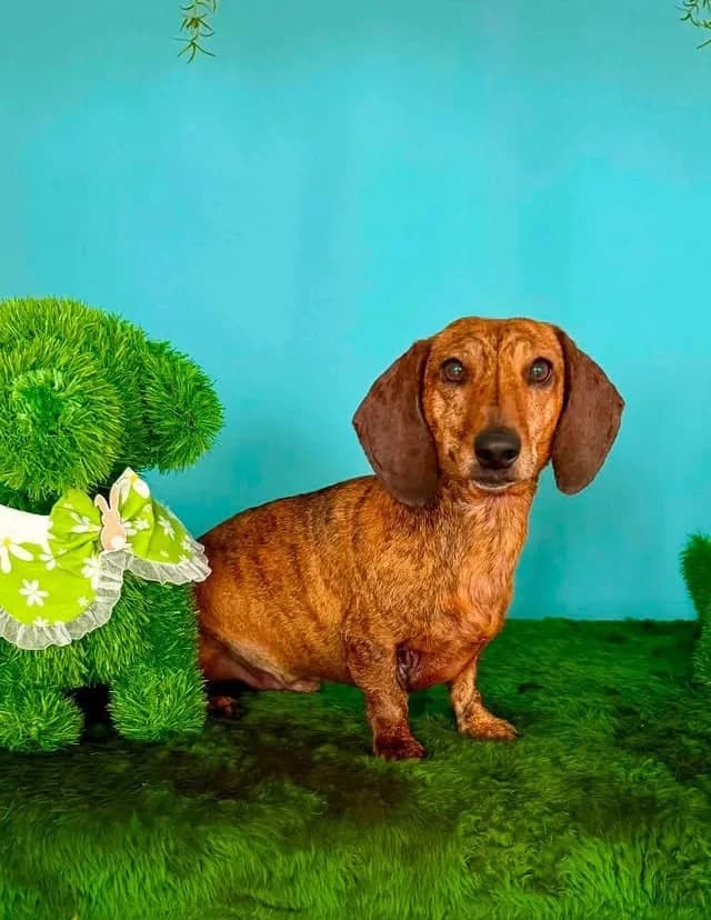 Dice, male senior Dachshund for adoption at Doggy Dens UK Rescue