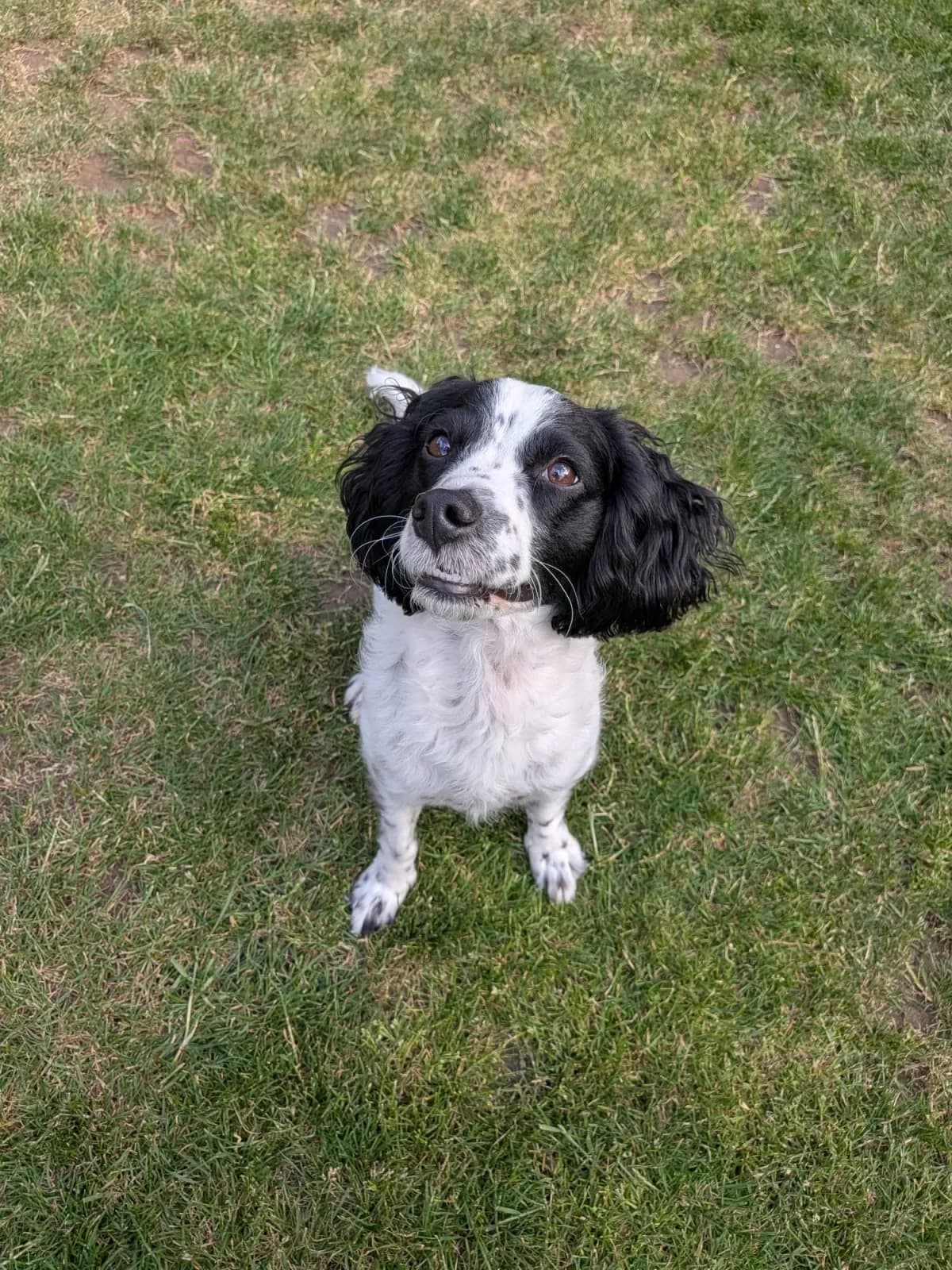 Dottie, female 5yo mixed breed for adoption at Doggy Dens UK Rescue