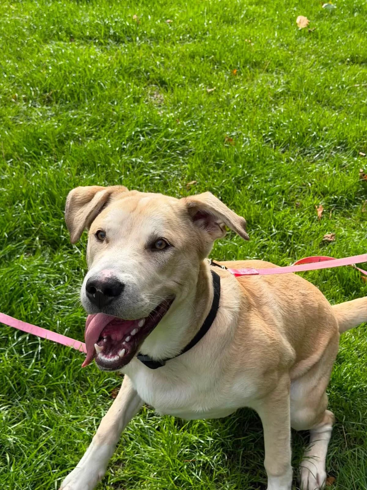 Dougie, male puppy Mixed Breed for adoption at Doggy Dens UK Rescue
