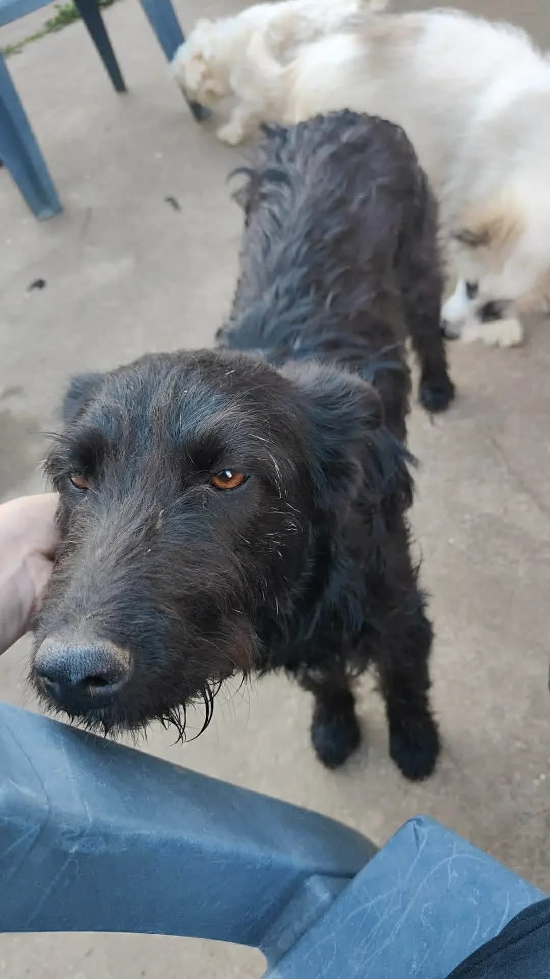 Mira, female puppy mixed breed for adoption at Doggy Dens UK Rescue