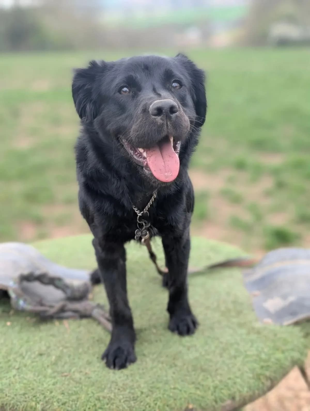 Murphy, male young mixed breed for adoption at Doggy Dens UK Rescue