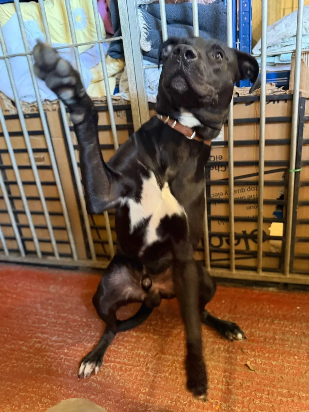 Norman, male puppy Staffordshire Bull Terrier for adoption at Doggy Dens UK Rescue
