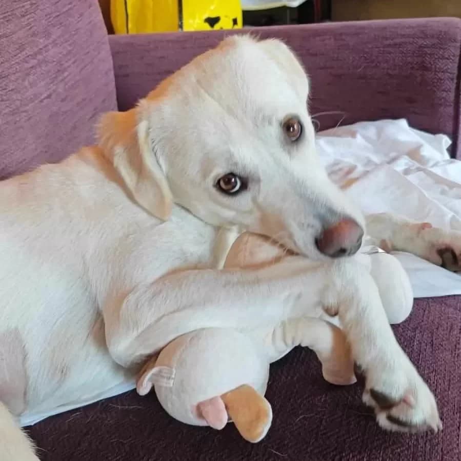 Oakley, female young Mixed Breed for adoption at Doggy Dens UK Rescue