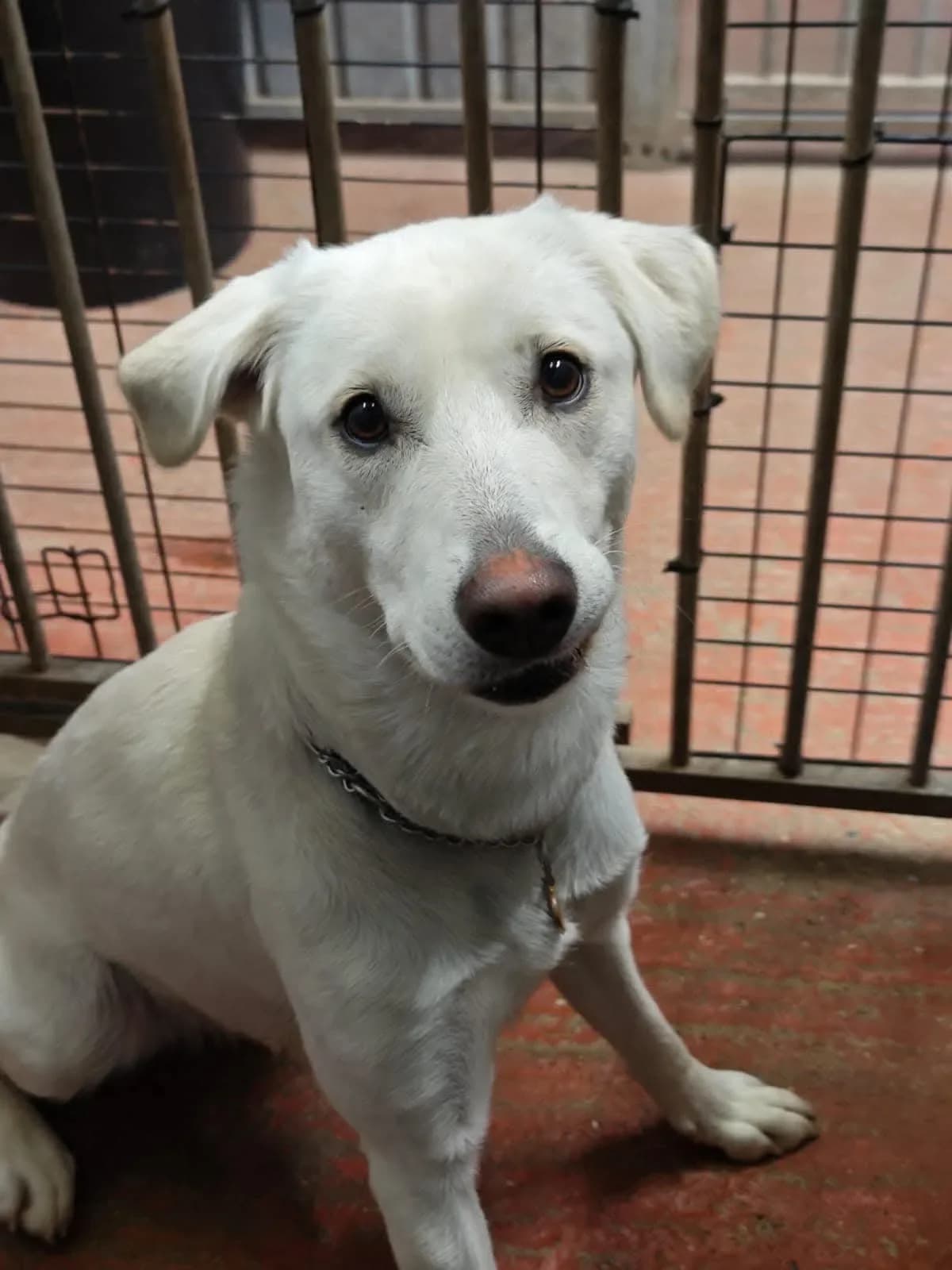Oakley, female 5yo Mixed Breed for adoption at Doggy Dens UK Rescue