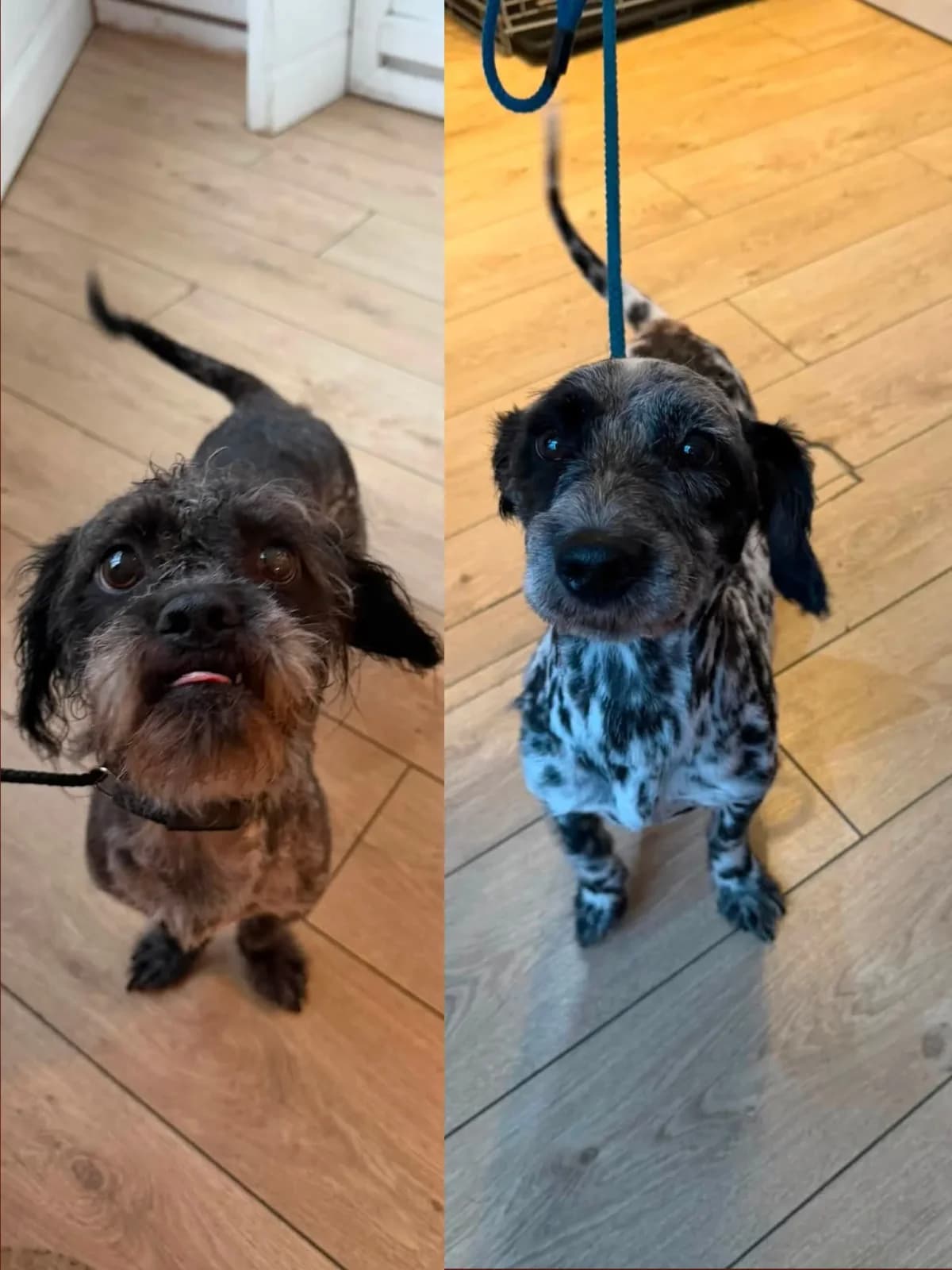 Pippin and Jasper, male 6yo mixed breed for adoption at Doggy Dens UK Rescue