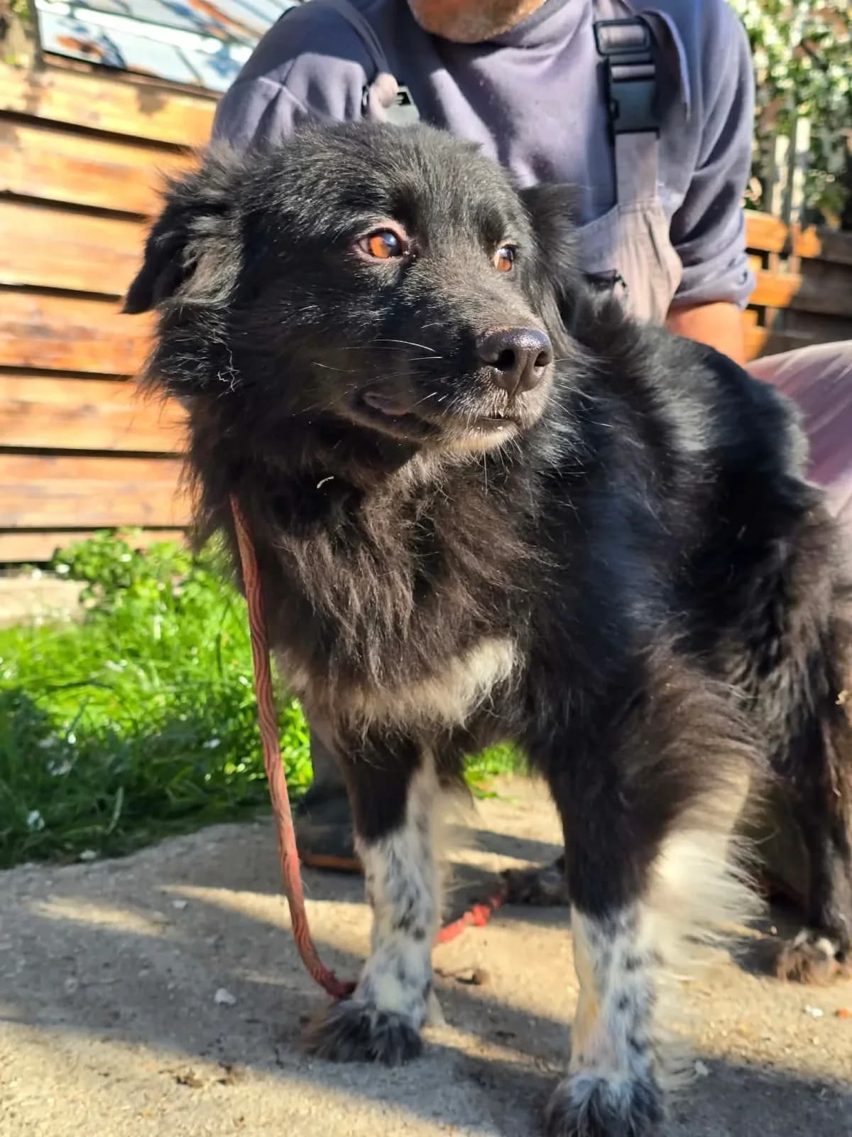 Raven, male mixed breed for adoption at Doggy Dens UK Rescue