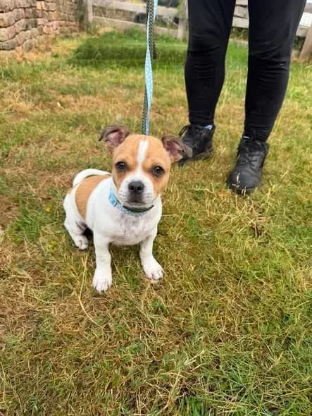 Rodney, male puppy Mixed Breed for adoption at Doggy Dens UK Rescue