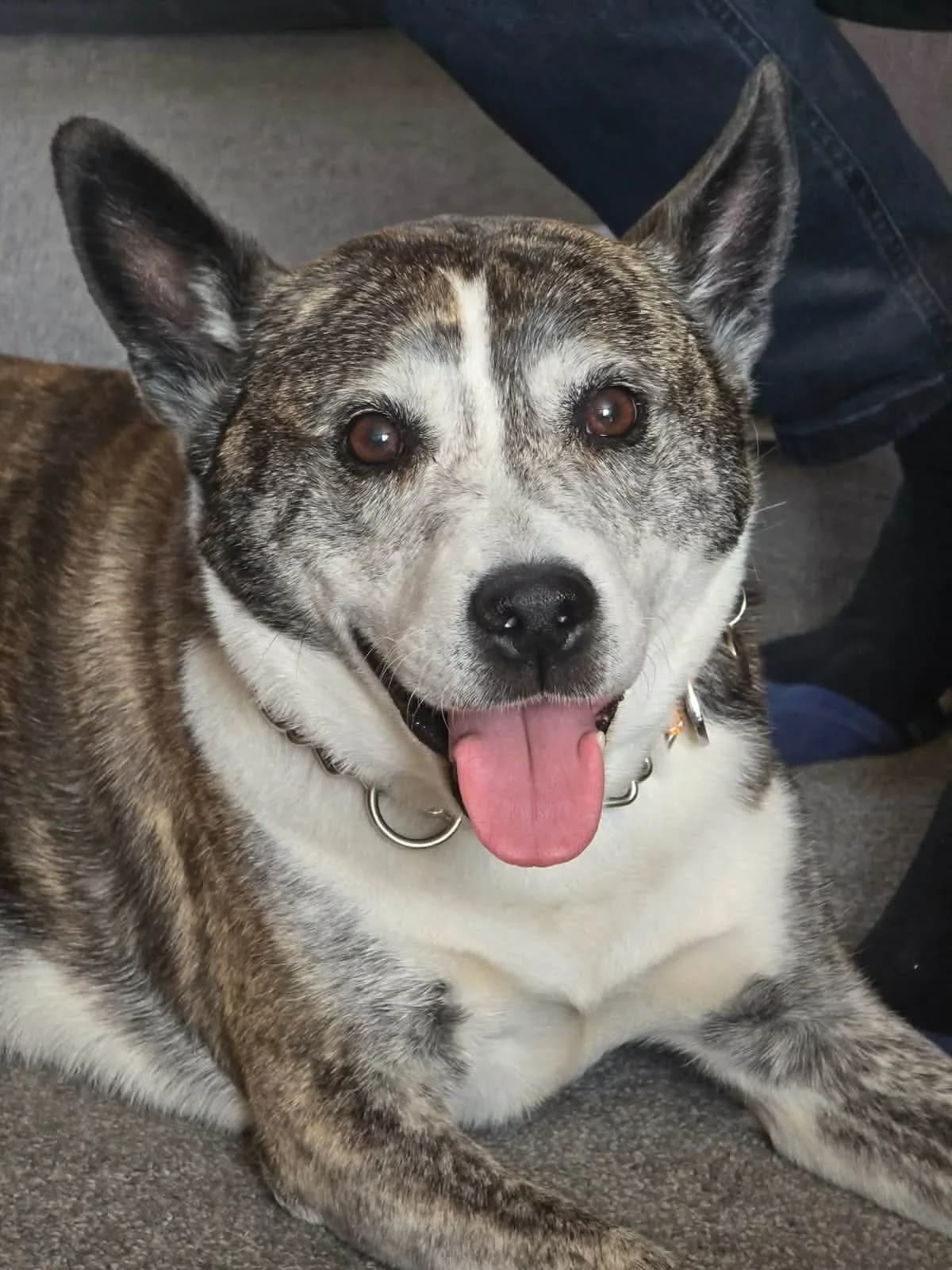 Splinter, female senior Mixed Breed for adoption at Doggy Dens UK Rescue