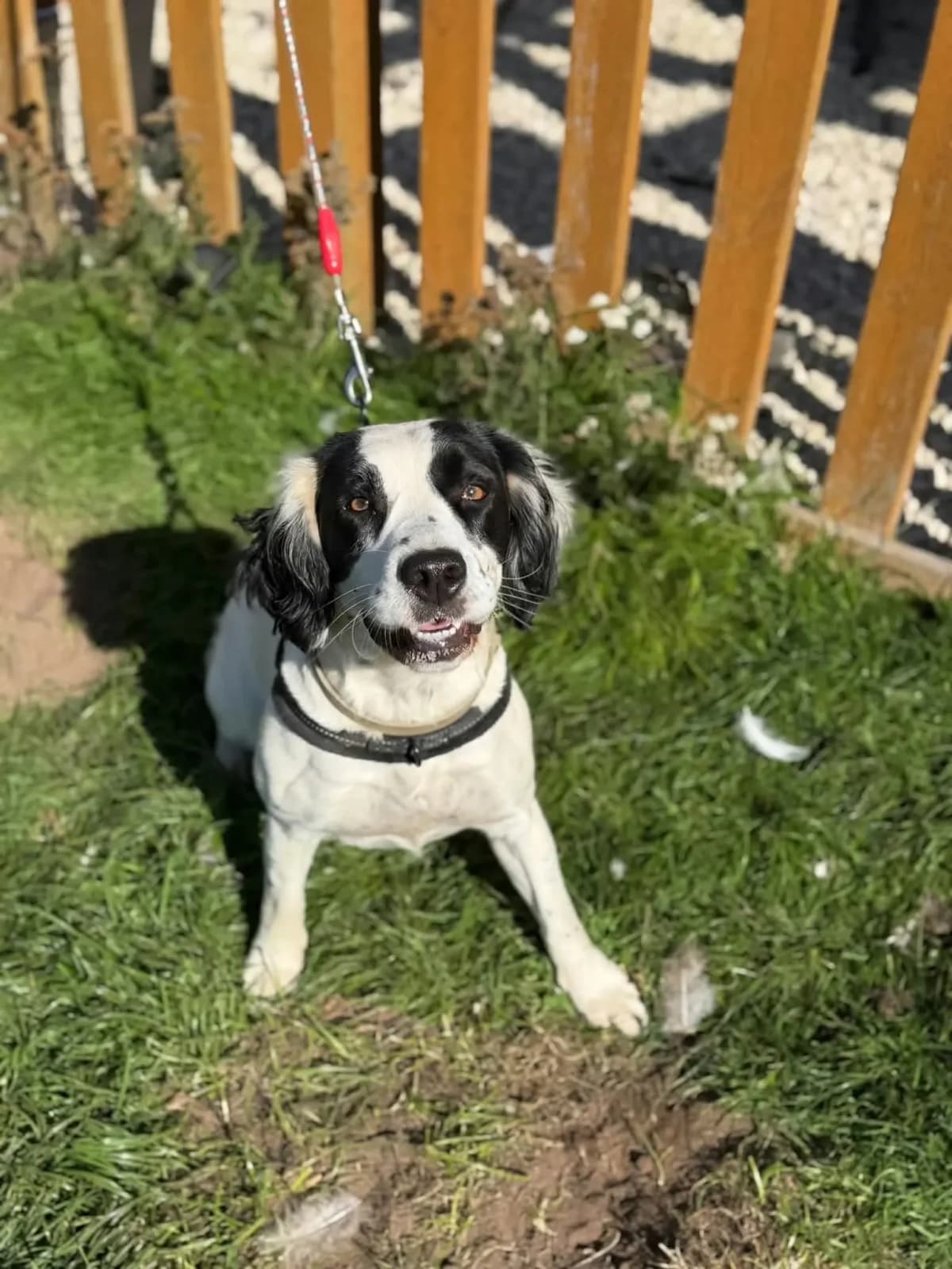 Sunny, female young Mixed Breed for adoption at Doggy Dens UK Rescue