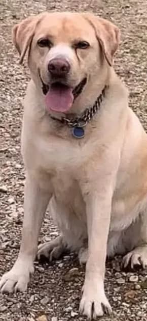 Tank, male senior Labrador Retriever for adoption at Doggy Dens UK Rescue