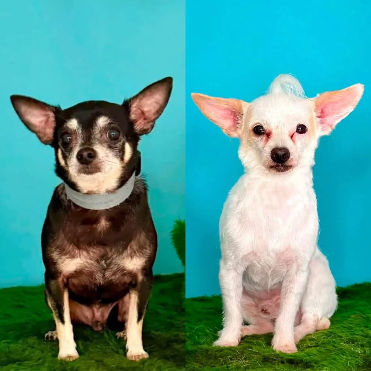 Teddy and Bo, 5yo mixed breed for adoption at Doggy Dens UK Rescue
