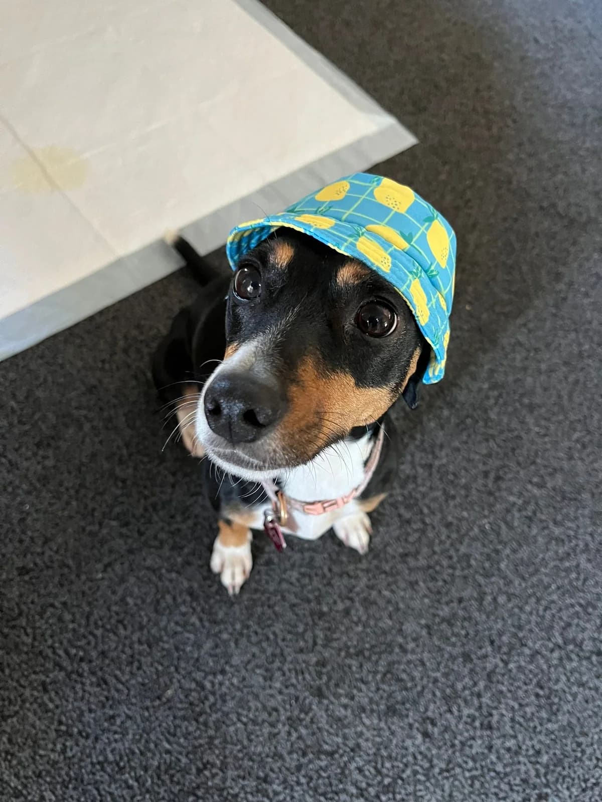 Minnie, female 6yo Jack Russell Terrier for adoption at Dogs