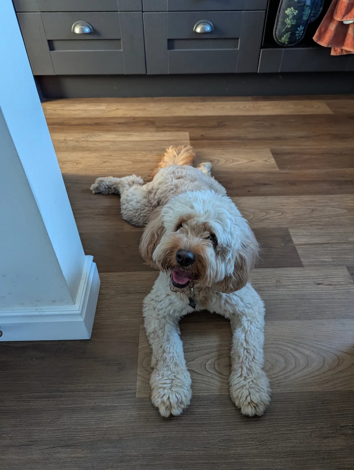 Teddie, male young Poodle for adoption at Dogs