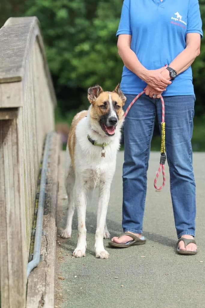 Pixel, male Mixed Breed for adoption at Dogs N Homes Rescue, London