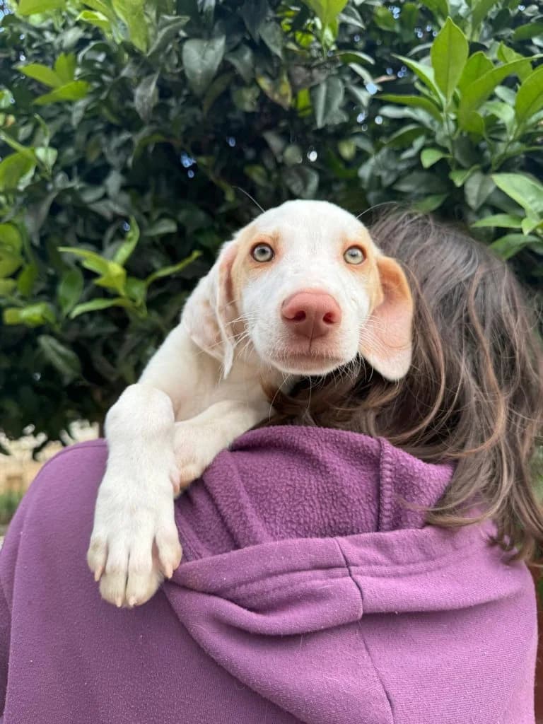 Snowy, male puppy Mixed Breed for adoption at Dogs N Homes Rescue, London