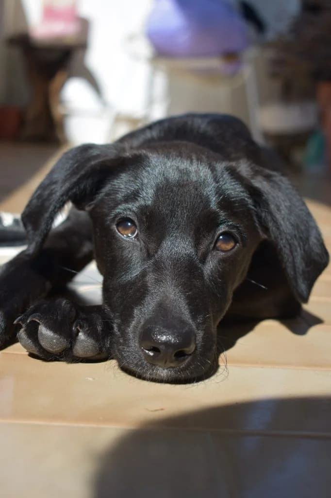 Nana, female puppy Mixed Breed for adoption at Dogs N Homes Rescue, London