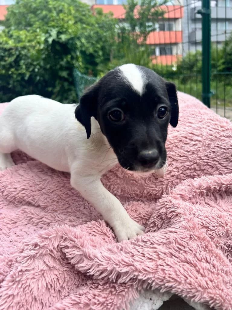 Louise, female puppy Mixed Breed for adoption at Dogs N Homes Rescue, London
