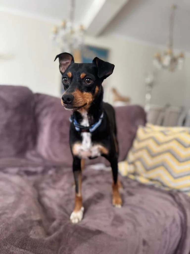 Elvis, male Mixed Breed for adoption at Dogs N Homes Rescue, London