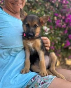 Soi, female puppy Mixed Breed for adoption at Dogs N Homes Rescue, London