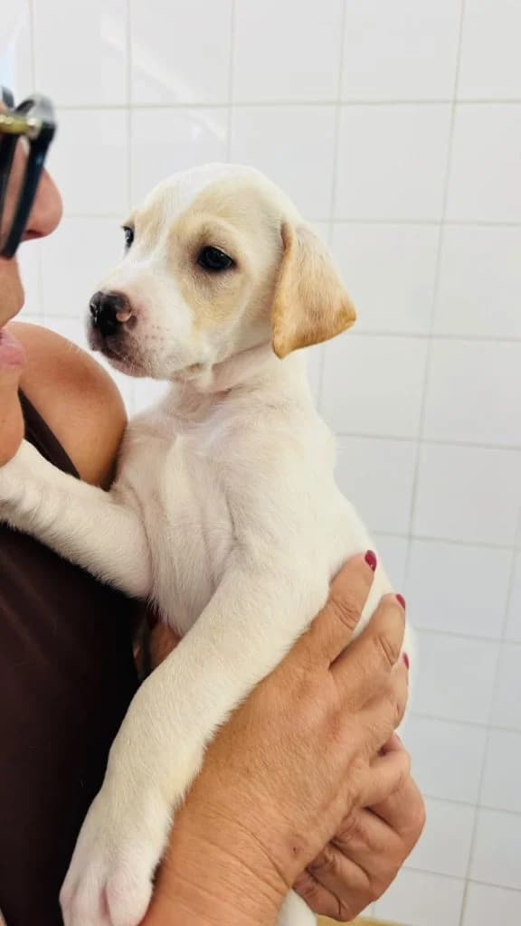 Elliott, male puppy Mixed Breed for adoption at Dogs N Homes Rescue, London