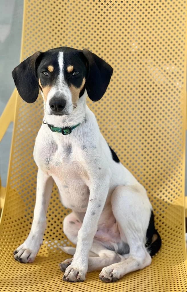 Jax, male Mixed Breed for adoption at Dogs N Homes Rescue, London