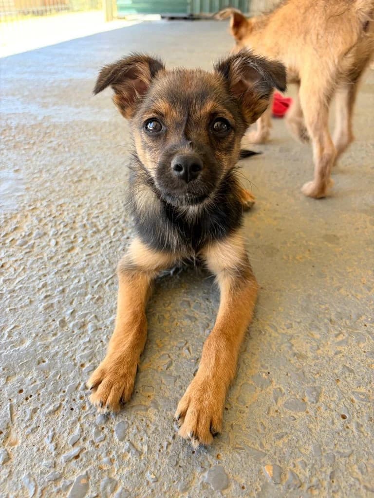 Cosmo, male Mixed Breed for adoption at Dogs N Homes Rescue, London